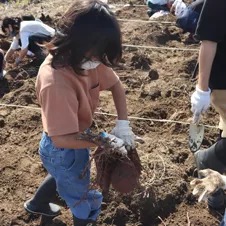 活動内容芋掘り写真
