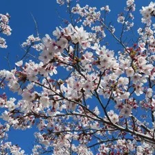 桜咲く