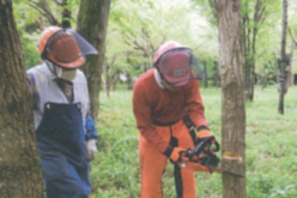 つくばの森づくり