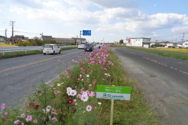 ちとせコスモス街道実行委員会